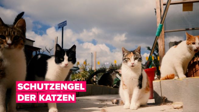 Die Mutter der 800 Katzen