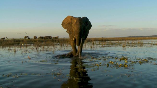 'Elephant Haven' ist das erste Schutzgebiet der EU