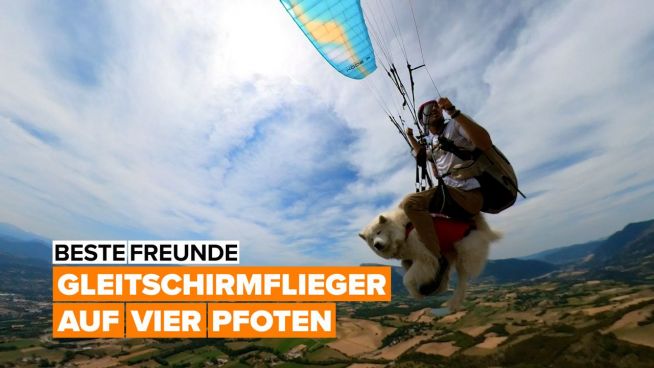 Hast du schonmal einen fliegenden Hund gesehen?