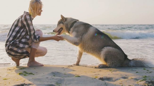 Mehr Rechte für Therapie-Tiere?